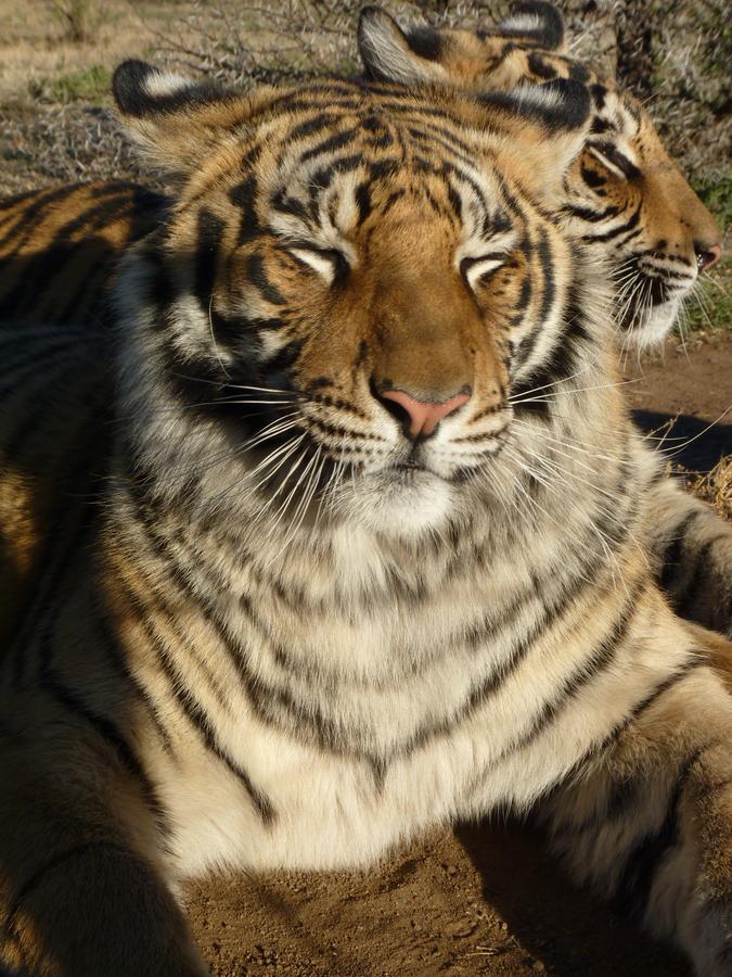 Boskoppie Lion & Tiger Reserve كرونستاد المظهر الخارجي الصورة