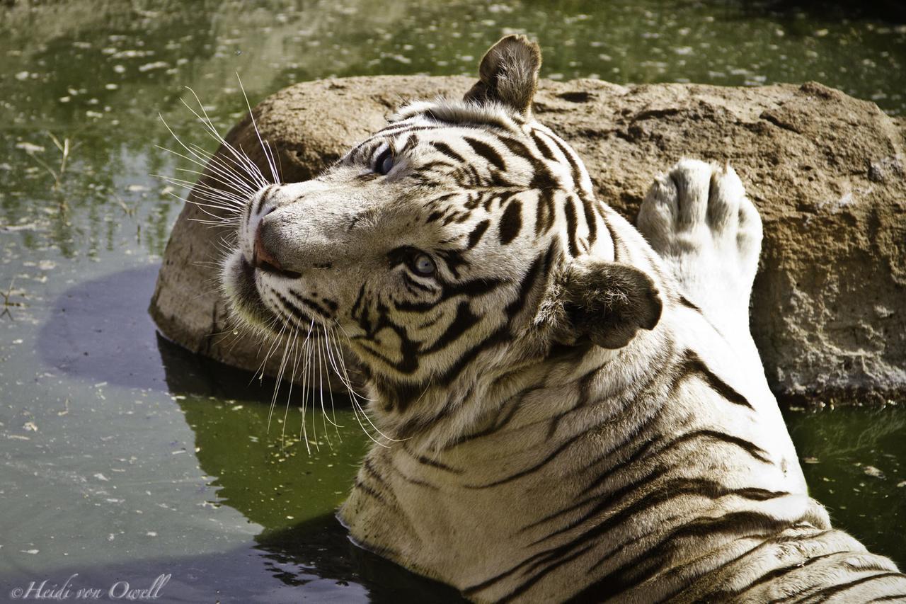 Boskoppie Lion & Tiger Reserve كرونستاد المظهر الخارجي الصورة