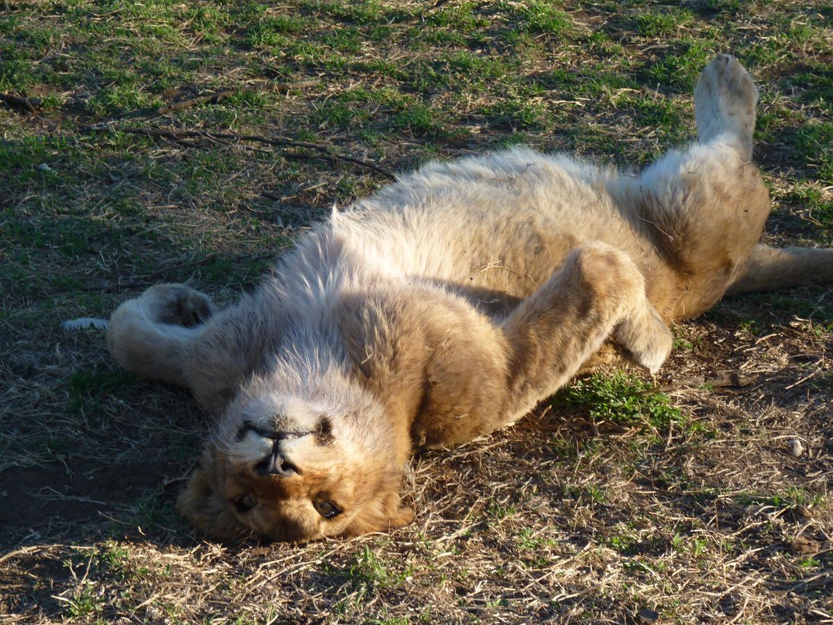 Boskoppie Lion & Tiger Reserve كرونستاد المظهر الخارجي الصورة