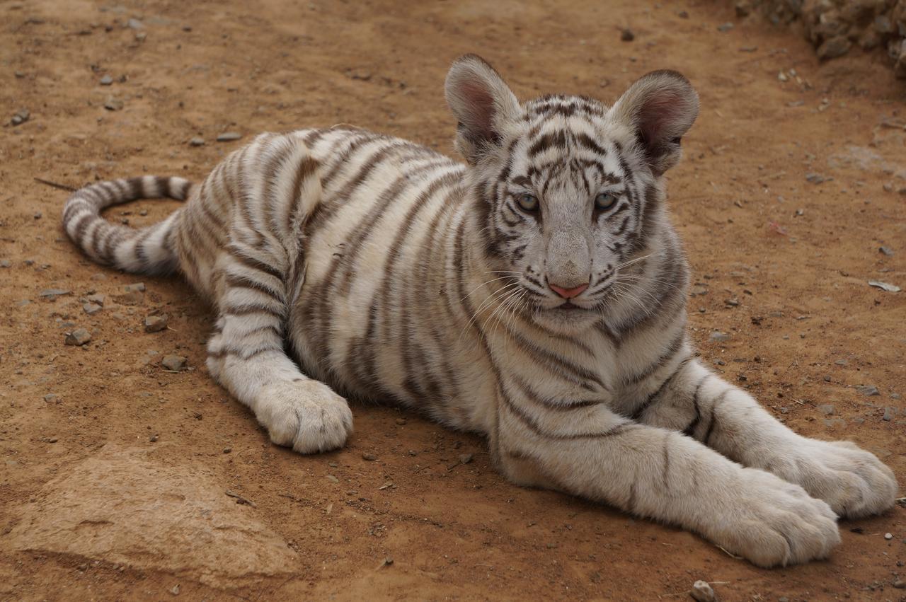 Boskoppie Lion & Tiger Reserve كرونستاد المظهر الخارجي الصورة