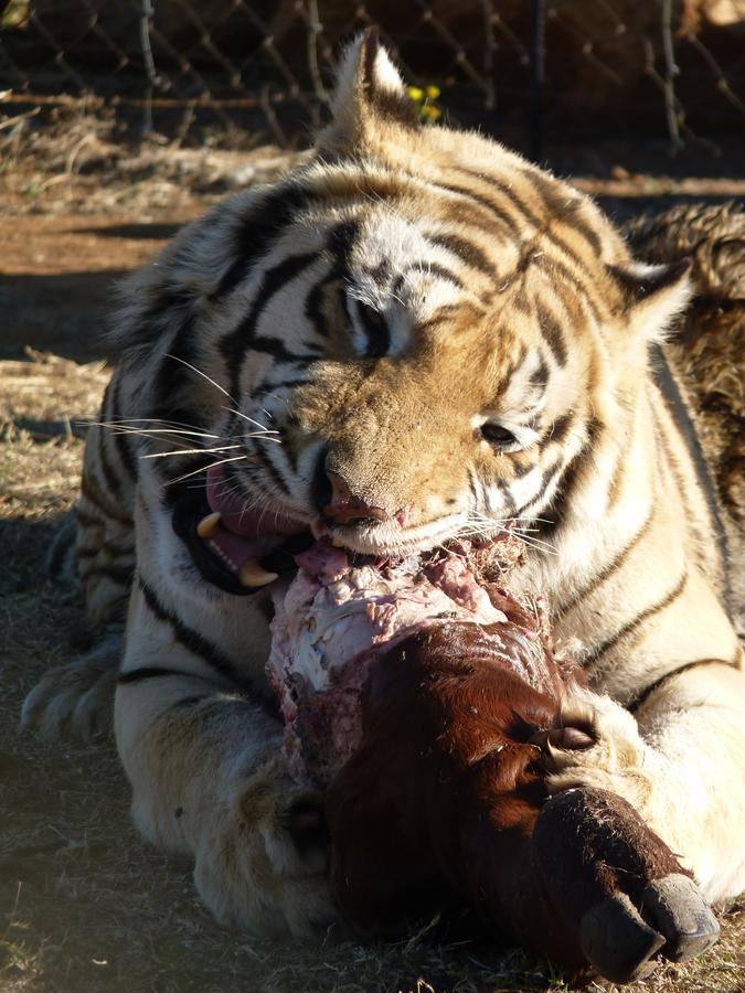 Boskoppie Lion & Tiger Reserve كرونستاد المظهر الخارجي الصورة