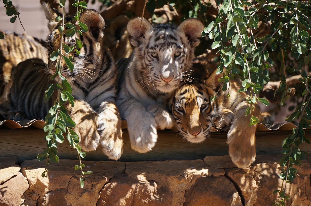 Boskoppie Lion & Tiger Reserve كرونستاد المظهر الخارجي الصورة
