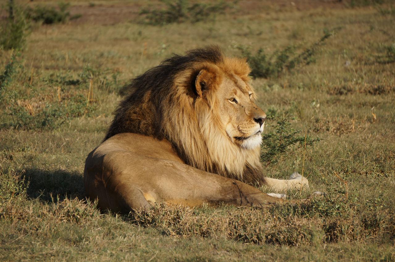 Boskoppie Lion & Tiger Reserve كرونستاد المظهر الخارجي الصورة