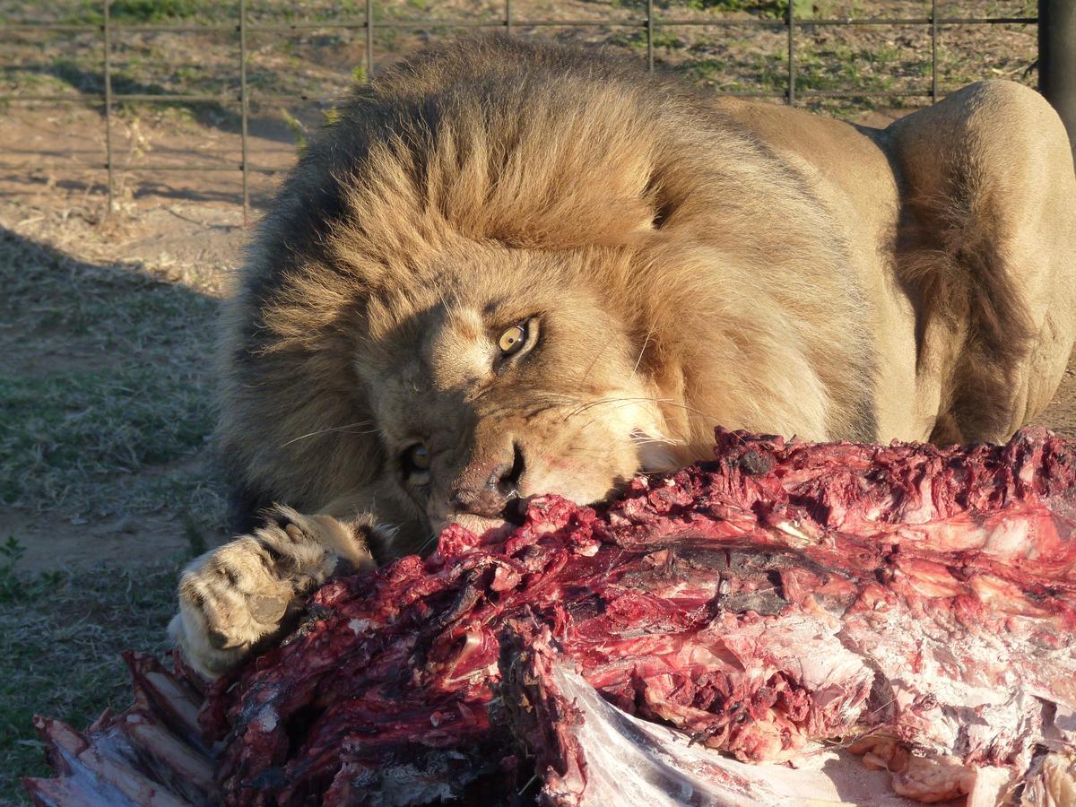 Boskoppie Lion & Tiger Reserve كرونستاد المظهر الخارجي الصورة